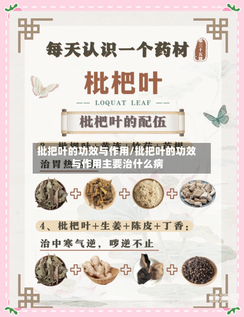 批把叶的功效与作用/批把叶的功效与作用主要治什么病
