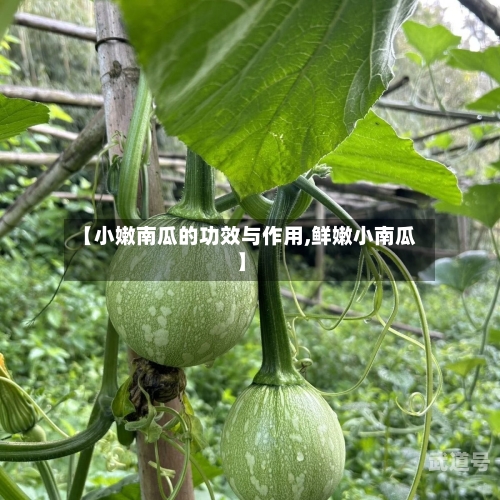 【小嫩南瓜的功效与作用,鲜嫩小南瓜】-第3张图片