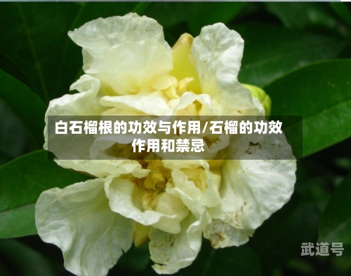 白石榴根的功效与作用/石榴的功效作用和禁忌