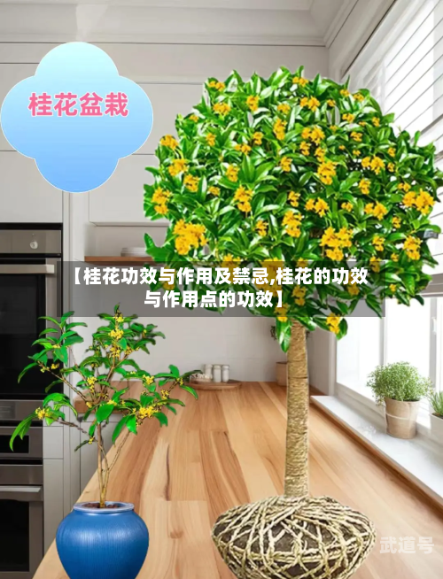 【桂花功效与作用及禁忌,桂花的功效与作用点的功效】