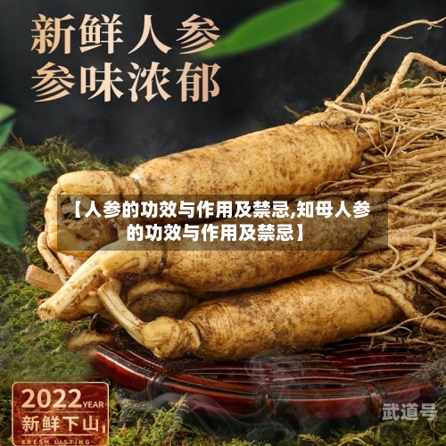 【人参的功效与作用及禁忌,知母人参的功效与作用及禁忌】