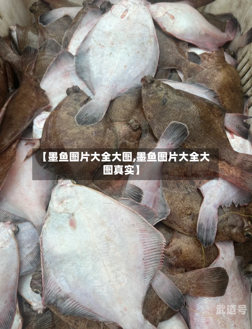【墨鱼图片大全大图,墨鱼图片大全大图真实】