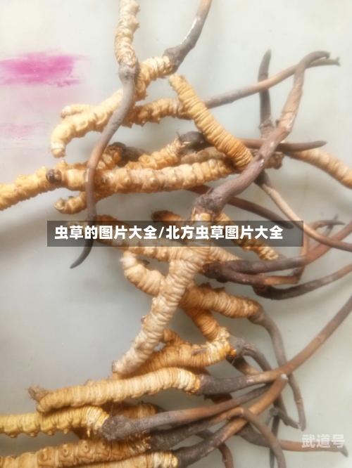 虫草的图片大全/北方虫草图片大全