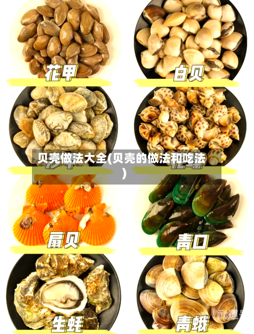 贝壳做法大全(贝壳的做法和吃法)