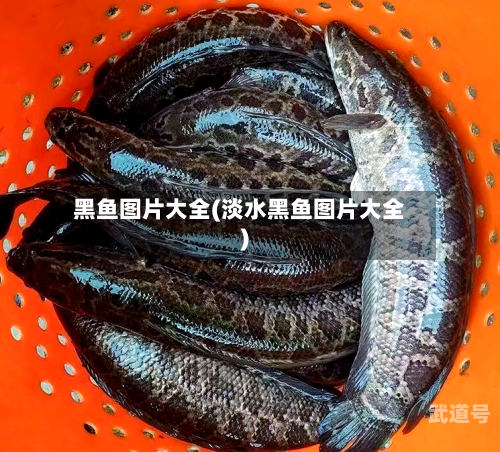 黑鱼图片大全(淡水黑鱼图片大全)-第1张图片
