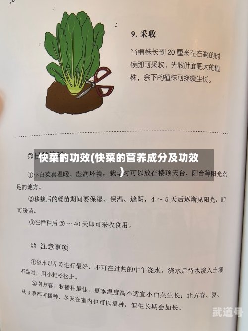 快菜的功效(快菜的营养成分及功效)
