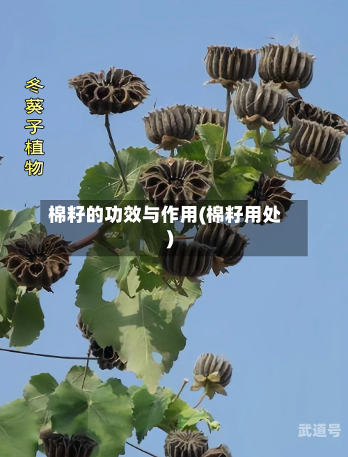 棉籽的功效与作用(棉籽用处)