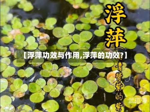 【浮萍功效与作用,浮萍的功效?】