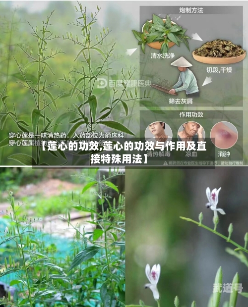 【莲心的功效,莲心的功效与作用及直接特殊用法】