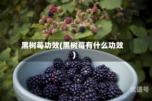 黑树莓功效(黑树莓有什么功效)