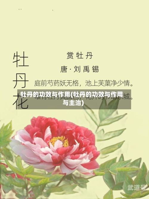 牡丹的功效与作用(牡丹的功效与作用与主治)