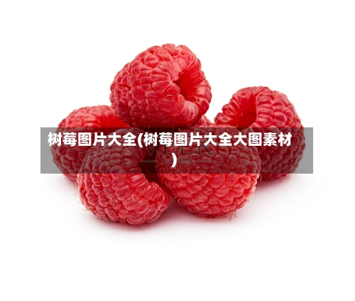树莓图片大全(树莓图片大全大图素材)