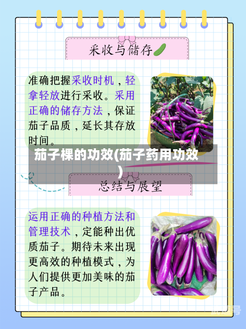 茄子棵的功效(茄子药用功效)
