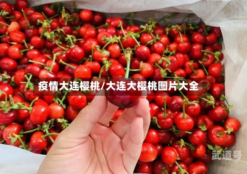疫情大连樱桃/大连大樱桃图片大全