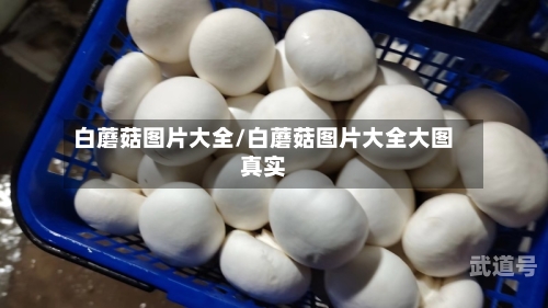 白蘑菇图片大全/白蘑菇图片大全大图真实