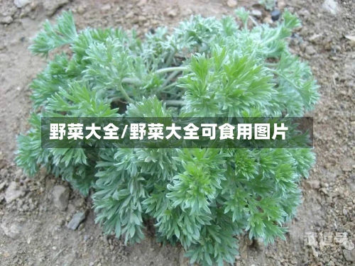 野菜大全/野菜大全可食用图片