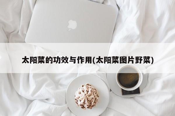 太阳菜的功效与作用(太阳菜图片野菜)